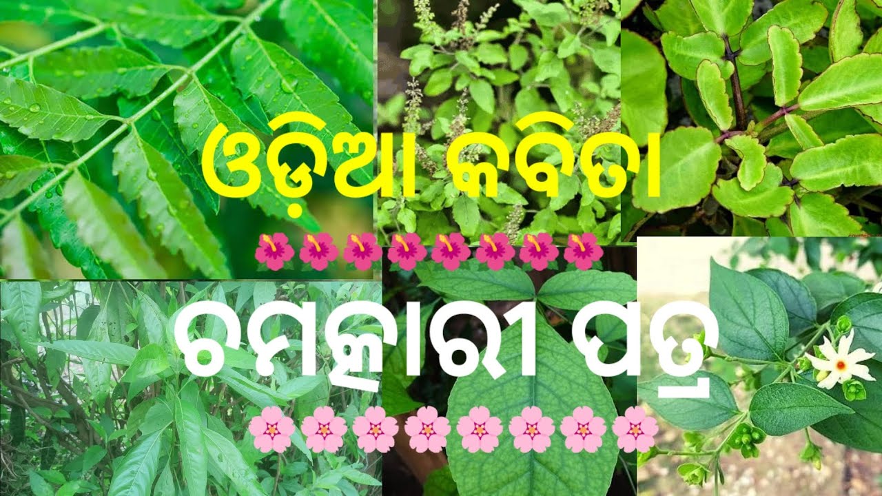 ଚମତ୍କାରୀ ପତ୍ର || odia kabita || kabita in odia || odia shayari || Odia channel for all 