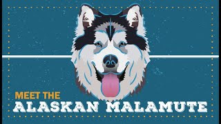 Alaskan Malamute | CKC Breed Facts & Profile by Continental Kennel Club, Inc. 85 views 10 months ago 3 minutes, 44 seconds
