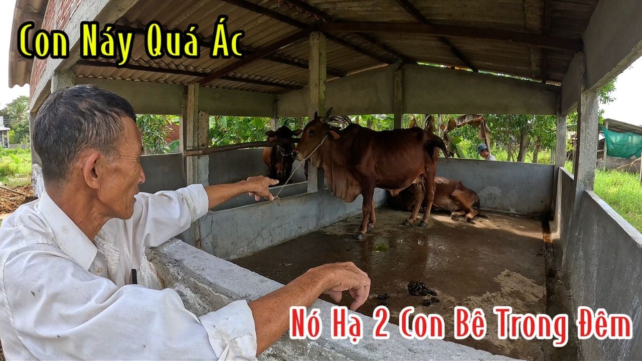 Con Hổ Mang Nó Hạ 2 Con Bê Trong Đêm Quá Tội Cho Cô Chú | Mười Thương Săn Bắt