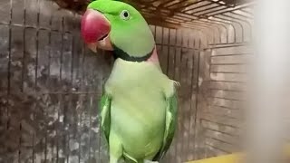 Indian ringneck talking parrot