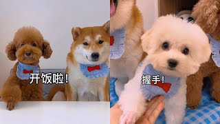 “吃青菜’”应该就是它们今天的烦恼了吧 #安静的布丁妹妹 #柴犬 #泰迪【布丁合集】