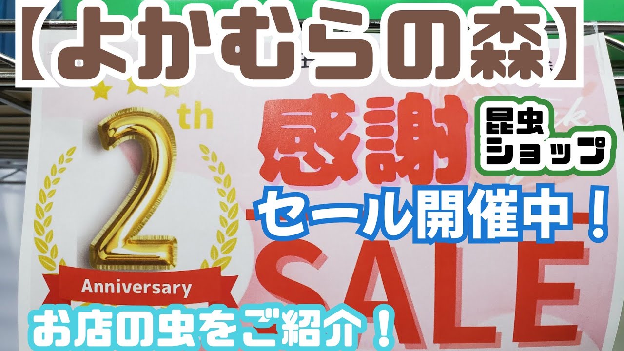 【昆虫ショップ よかむらの森】2023.2.4