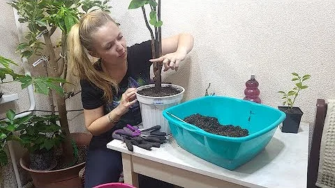 Деревья сады, новые проекты. Часть 1.
