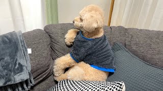 人間化が止まらない大きいトイプードル【デカプー】【トイプードルのロアくん】【toy poodle】