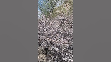 Thumbnail of Apricot blossom festival Aryan civilization
