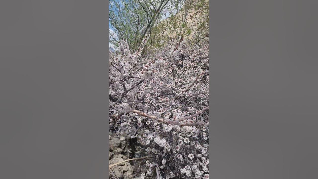 Apricot blossom festival Aryan civilization