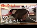 桜文鳥ほーちゃん　隠れた鏡の秘密基地が倒れる　文鳥動画