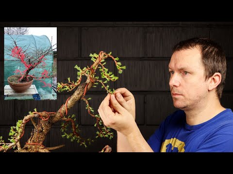 Attempting a Bonsai