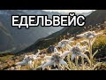 Легенди про дивну квітку що росте в Карпатах ЕДЕЛЬВЕЙС шовкова косиця білотка альпійська