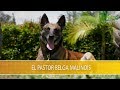 El Pastor Belga Malinois Parte 2- TvAgro por Juan Gonzalo Angel Restrepo