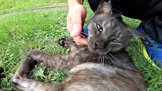 野良猫が懐いてきたのでベンチでモフろうとしたけど「ベンチは縄張り外だニャン」と断られた