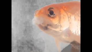 Singing Goldfish