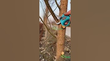 Kéo cắt cành dùng pin chuyên dụng