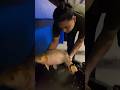 Tarikan Grand Pix 7 Ratu Mas Ayu !! #viralvideo #fypシ #shorts #shortvideo