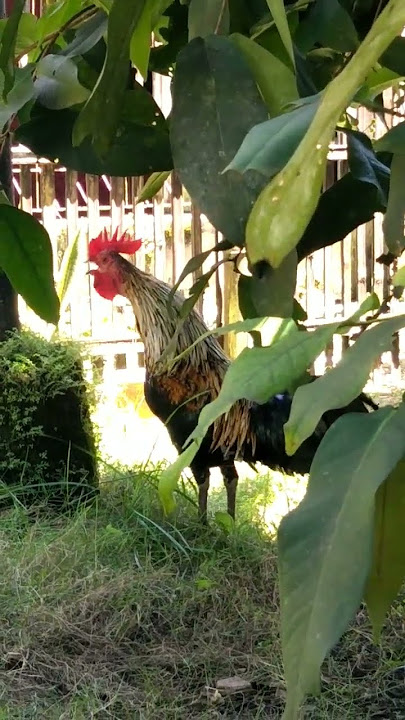 suara Ayam Ketawa #ayamketawa