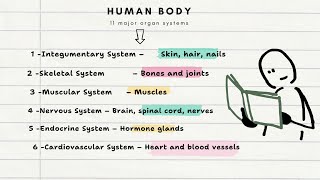 Human body systems | 11 systems of the human body | #education #pharmcist #anatomy