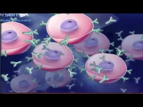 Vídeo: Diferença Entre Células Plasmáticas E Células De Memória