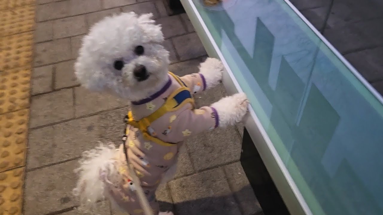 아침산책하고 집으로가는길 춥다 고 온돌의자부터 찾아가는 보리