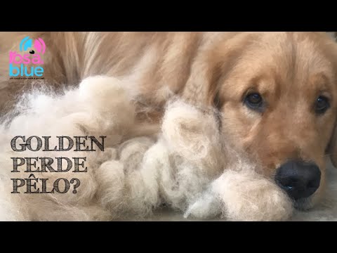 Vídeo: Os golden retrievers perdem muito pelo?