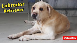 My Cute Dog - Labrador Retriever - Labrador Dog