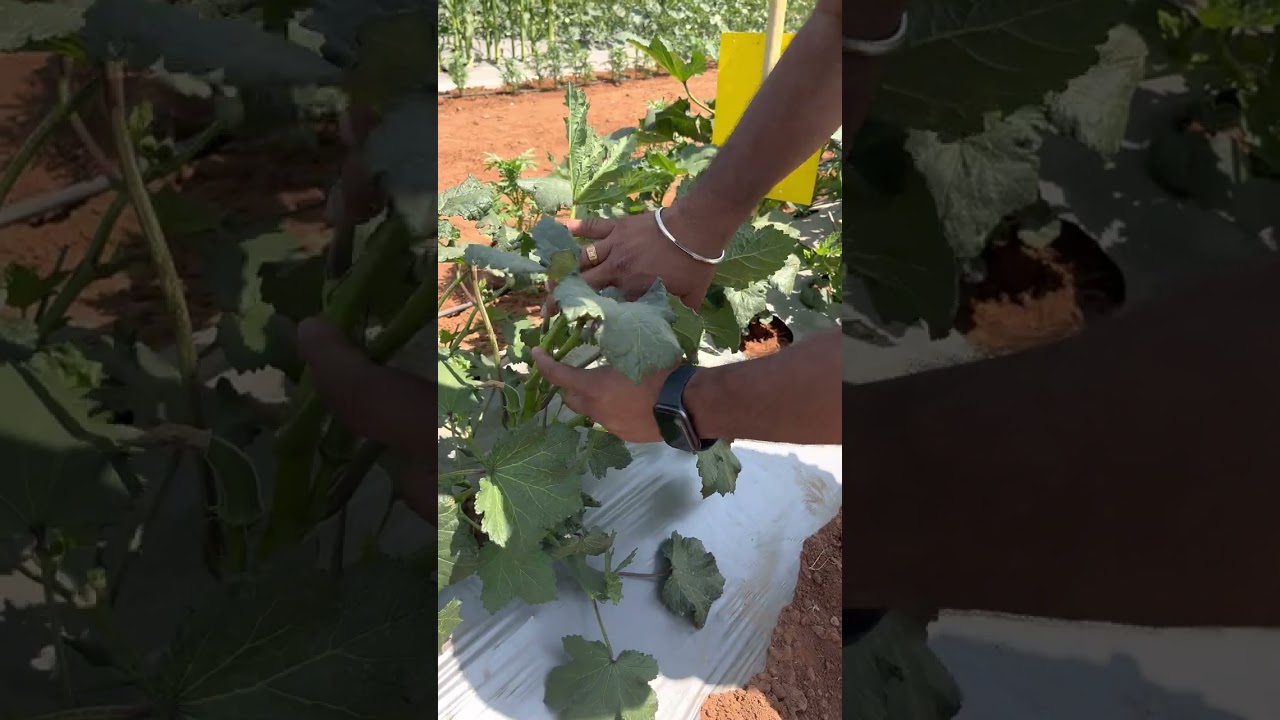 Syngenta New Okra Hybrid Diwa (OH-51)