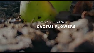 The Sound of Gaia | Cactus Flowers | Ambient Music for Relaxation, Meditation, Studying screenshot 5