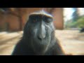 Monkey | Rizzler | 4K