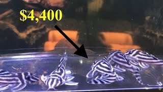 Buying super rare zebra Plecos! (part: 1)