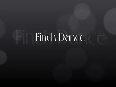 Finch Dance
