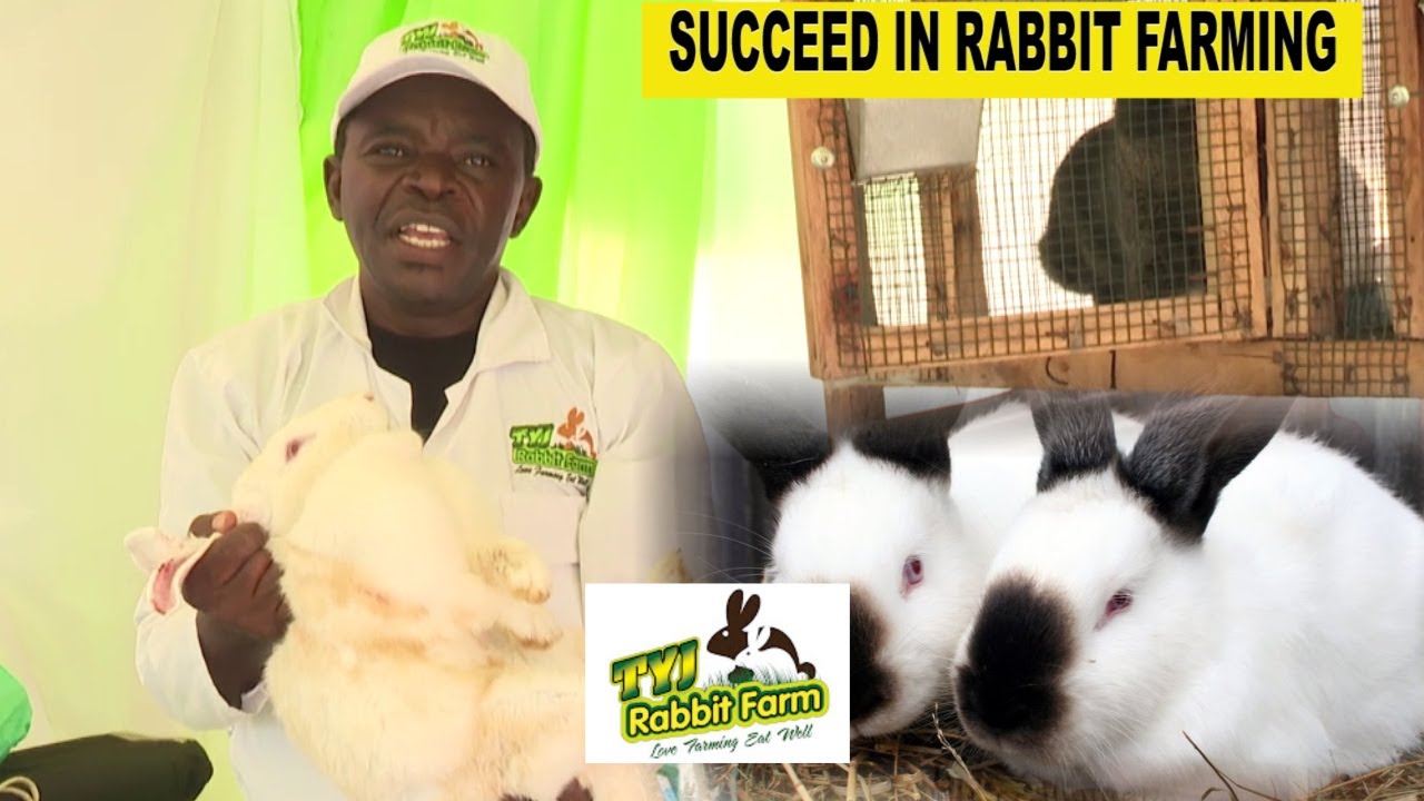 Okulunda Obumyu KYANGU NNYO Singa  OGOBERERA Bino Wammanga Ne Asaba Charles Owa TYJ RABBIT FARM.