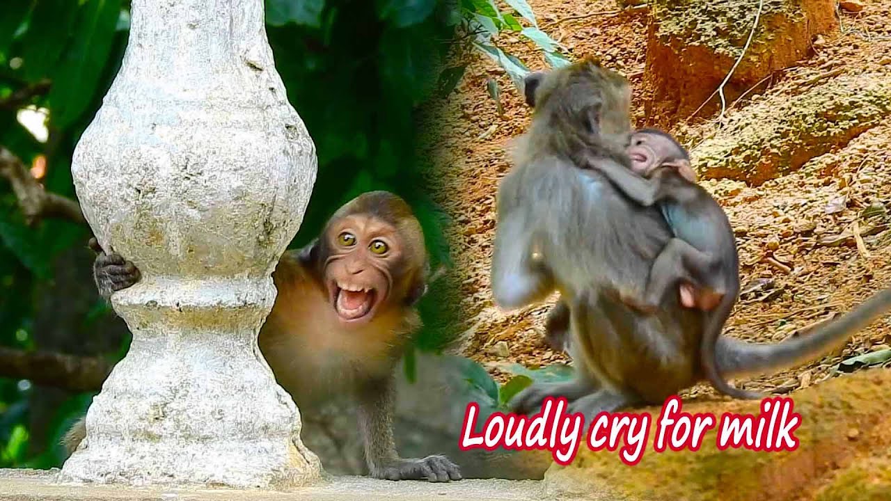 Spoil tiny baby Haha non-stop tantrum crying loudly to insist milk if mom not allow him to get milk