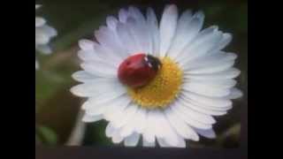 En Çok Dinlenen Müzik