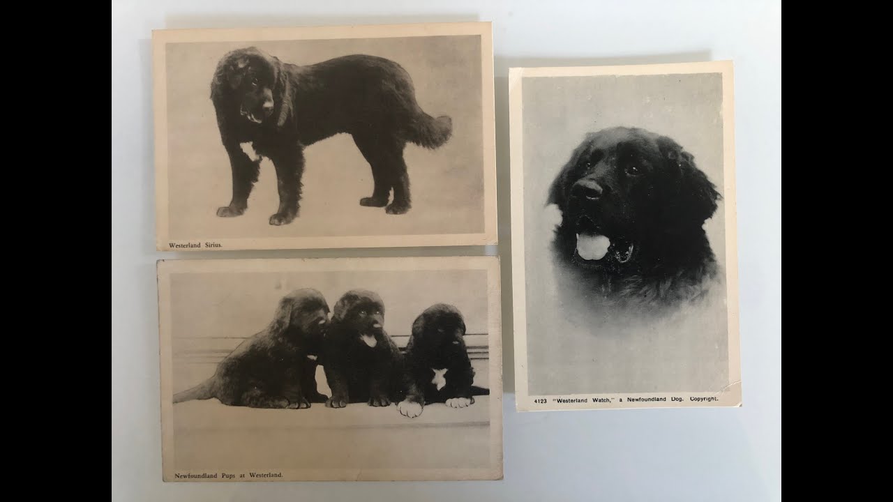 Biography of Harold Macpherson - Yesterday's Heros