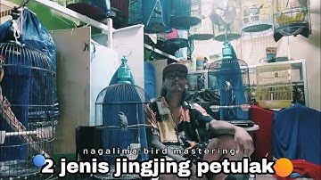 perbedaan jingjing petulak Jawa dan Kalimantan | masteran burung Viral #kicaumania