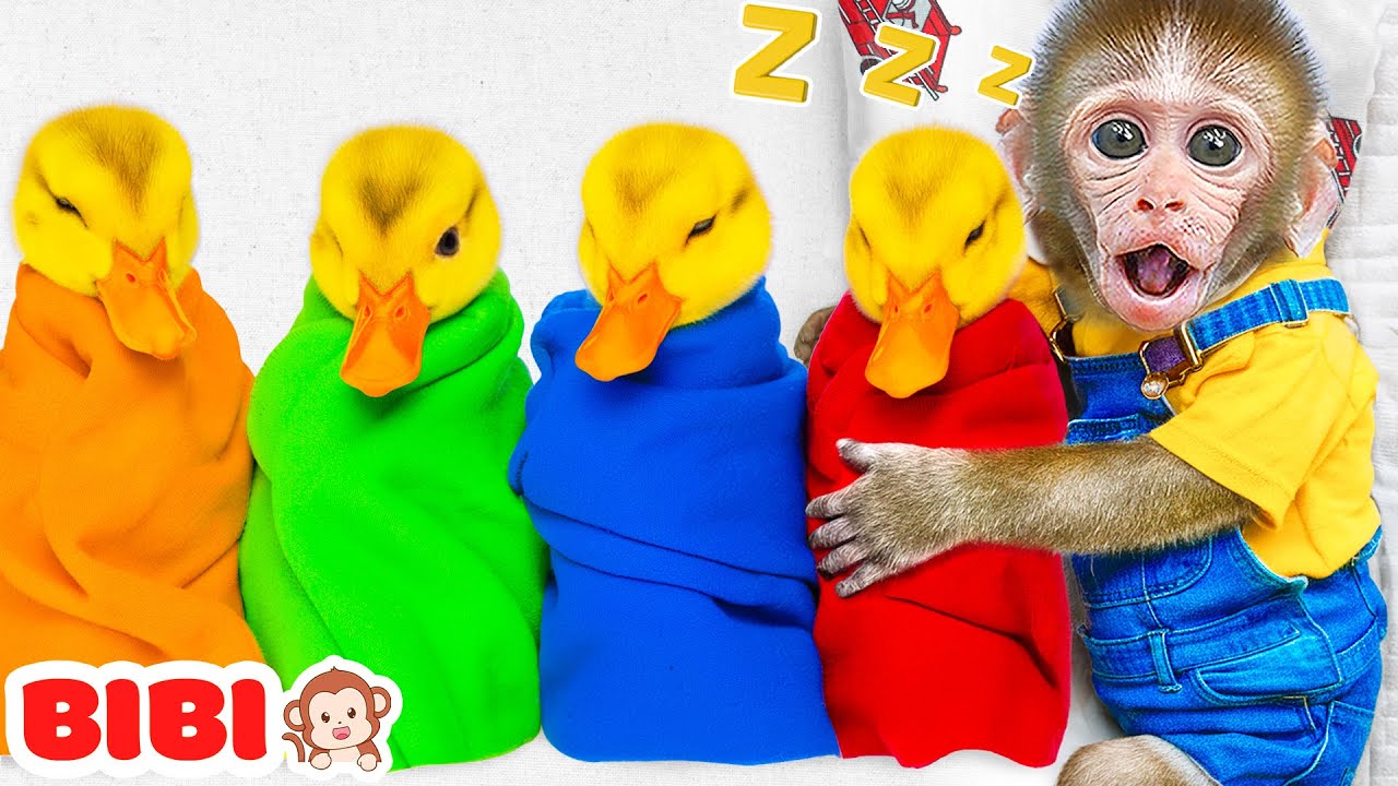 Mono BiBi Cuida A Los Patitos Amarillos E Intenta Alimentar Al Patito Amarillo Bebé | MONO BIBI ESP
