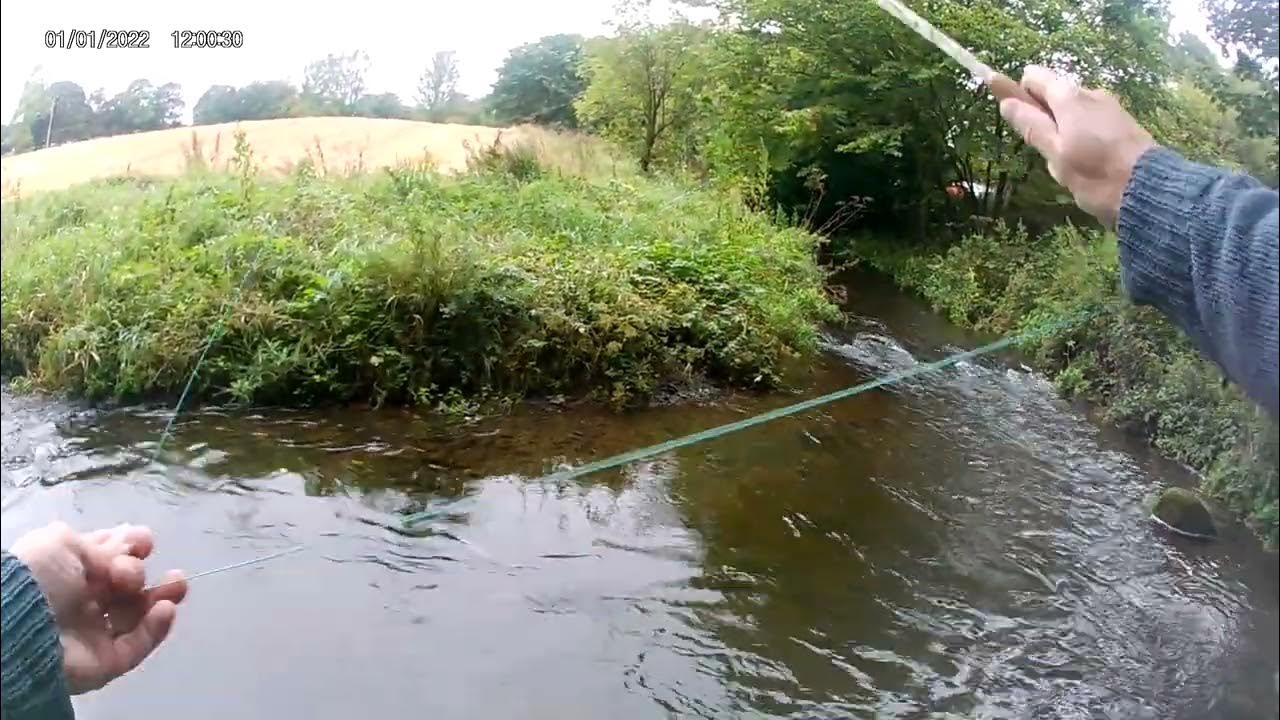 Fly Fishing on the Lothrie Burn in Fife #browntrout #flyfishing  #smallstream 