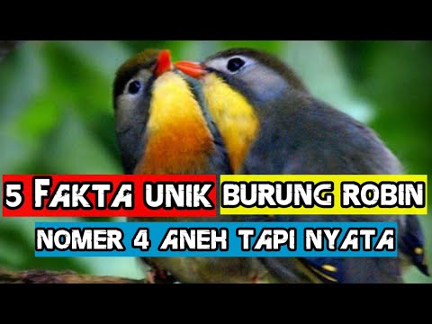 Video: Apakah burung robin laut baik?