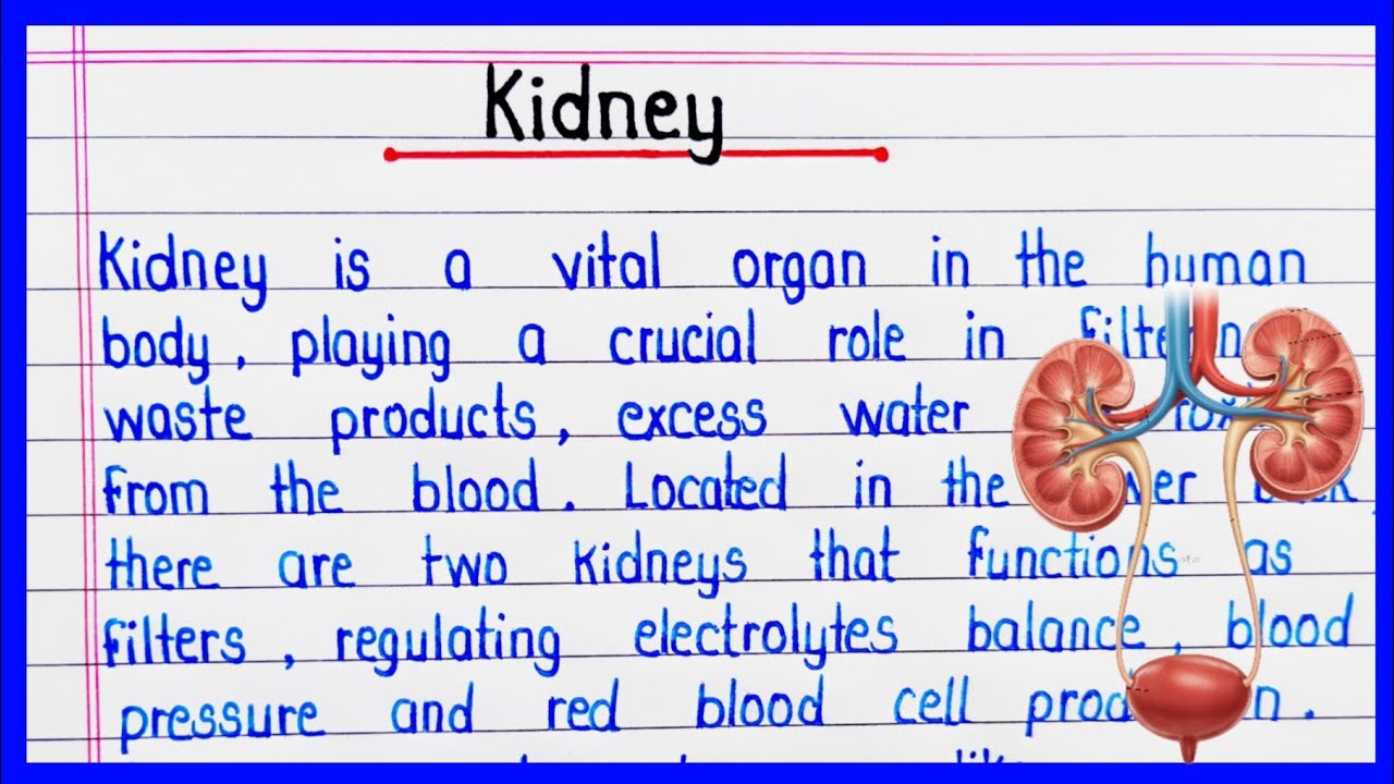 Short paragraph on Kidney in English || Functions of Kidney || About Kidney || Human Body ||