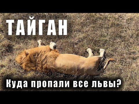 КУДА "ПРОПАЛИ" ВСЕ ЛЬВЫ В ПАРКЕ ЛЬВОВ "ТАЙГАН"? АМУРСКИЕ ТИГРЫ, ВОЛКИ И ДРУГИЕ ЖИВОТНЫЕ. КРЫМ