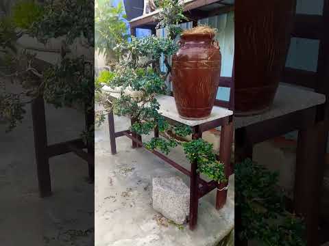 Video Dáng thác đổ .Sam bông bonsai - youtube