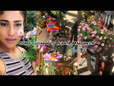 Vídeo: Cultiu De Roser (23 Fotos): Plantació I Cura De Flors Perennes I Anuals. Com Plantar Llavors A Casa? Com Cuidar Una Planta Al Jardí Després De La Floració?