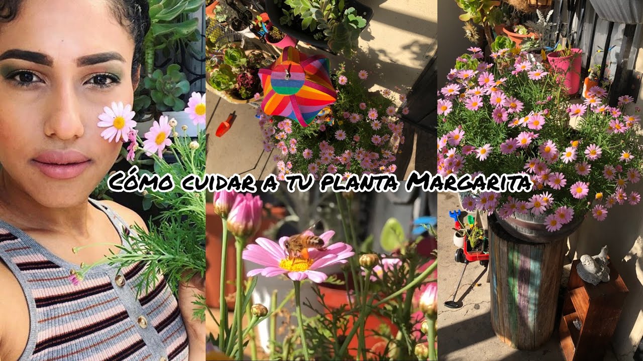 Te comparto mi secreto de como debes cuidar tu planta margarita