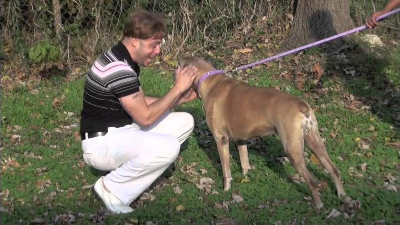 Look at that dog. Look at that dog. Take a closer look at that snout. Собака вид сверху. Рисование комиксов.