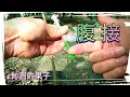 芒果嫁接「腹接法」操作介紹。