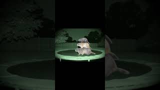 Bear Tries To Stay Focused... But What Are Those?