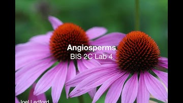 Angiosperms intro