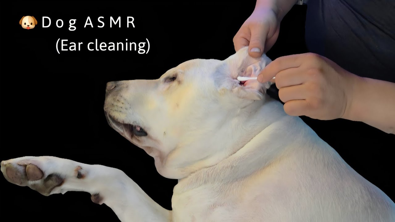 🐶 A S M R ]  Kancho's cotton swab ear cleaning_    개쎔알 🐕 칸쵸 면봉 귀청소_  カンチョ 耳掃除