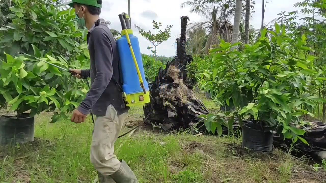 Penyemprotan perangsang jambu madu