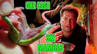 One Night In The Cage Of Death with 6 Mambas!!!