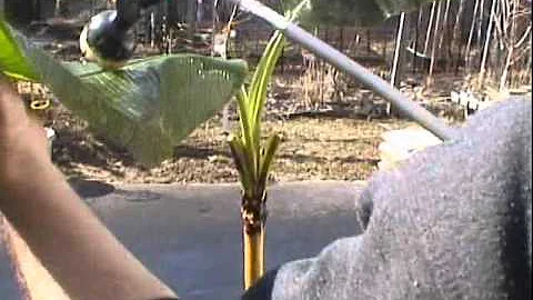 Do banana plants get spider mites?